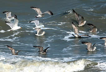 Die Möwenpopulation in Belgien nimmt ab