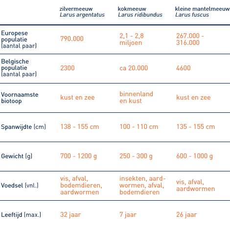 Soorten meeuwen Soorten meeuwen